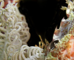 look closely, the scorpion fish's eye on the coral! Caio ... by Andrew Macleod 